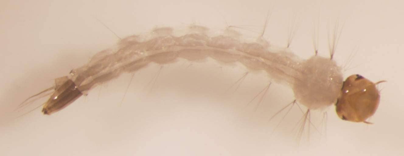 Larva do mosquito