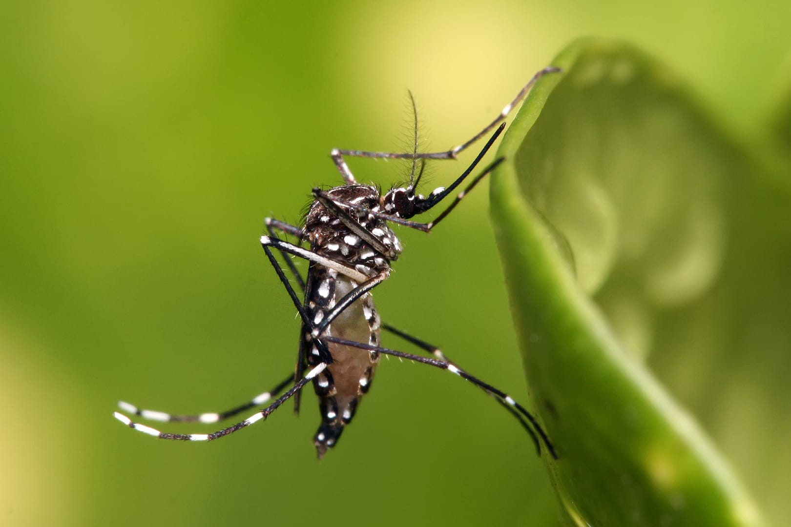 Mosquito Aedes Aegypti adulto