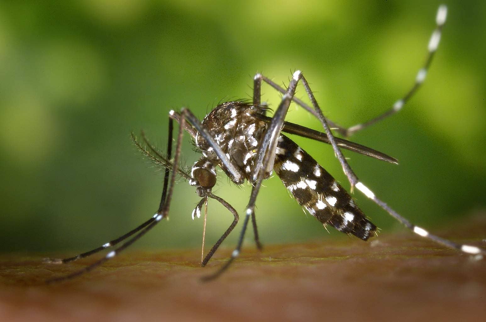 Mosquito Aeds albopticus adulto