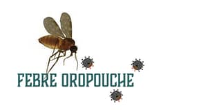 Febre Oropouche