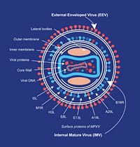 Mpox – VARÍOLA DOS MACACOS: Atualização 2024