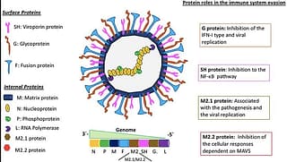 INFORMATIVO: HMPV – METAPNEUMOVIRUS HUMANO