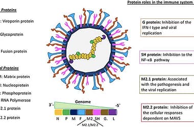 INFORMATIVO: HMPV – METAPNEUMOVIRUS HUMANO