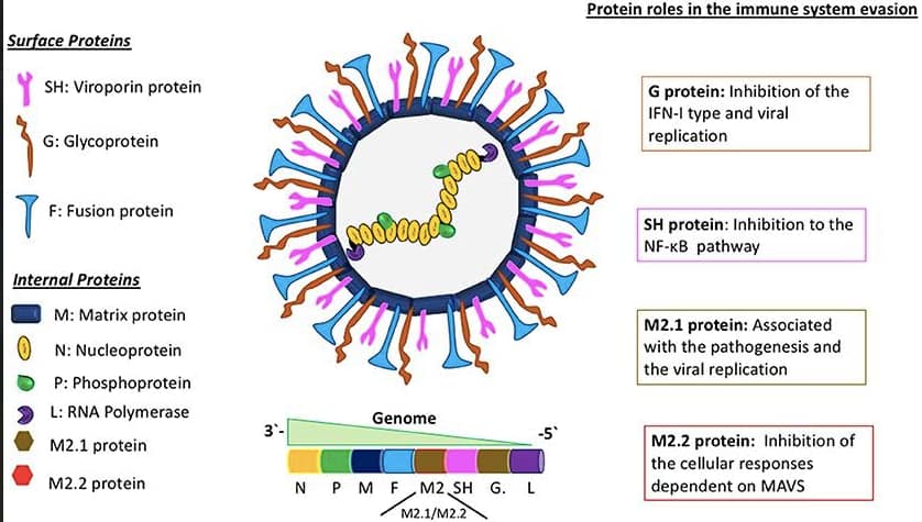 INFORMATIVO: HMPV – METAPNEUMOVIRUS HUMANO